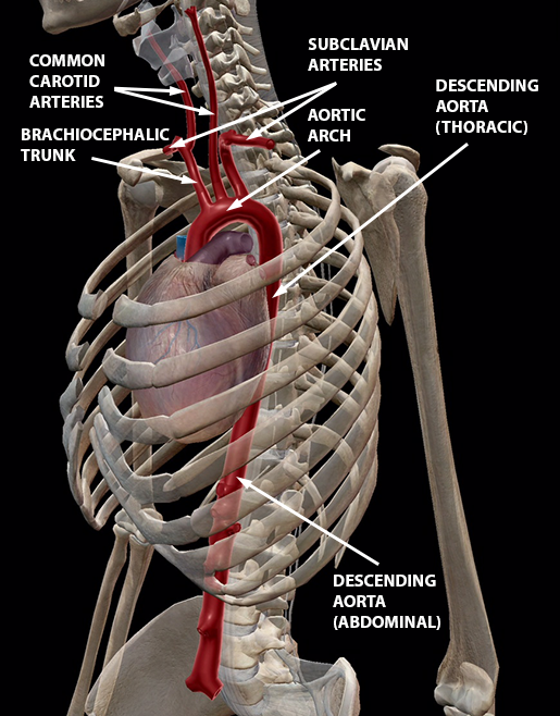 Visible Pulse In Neck